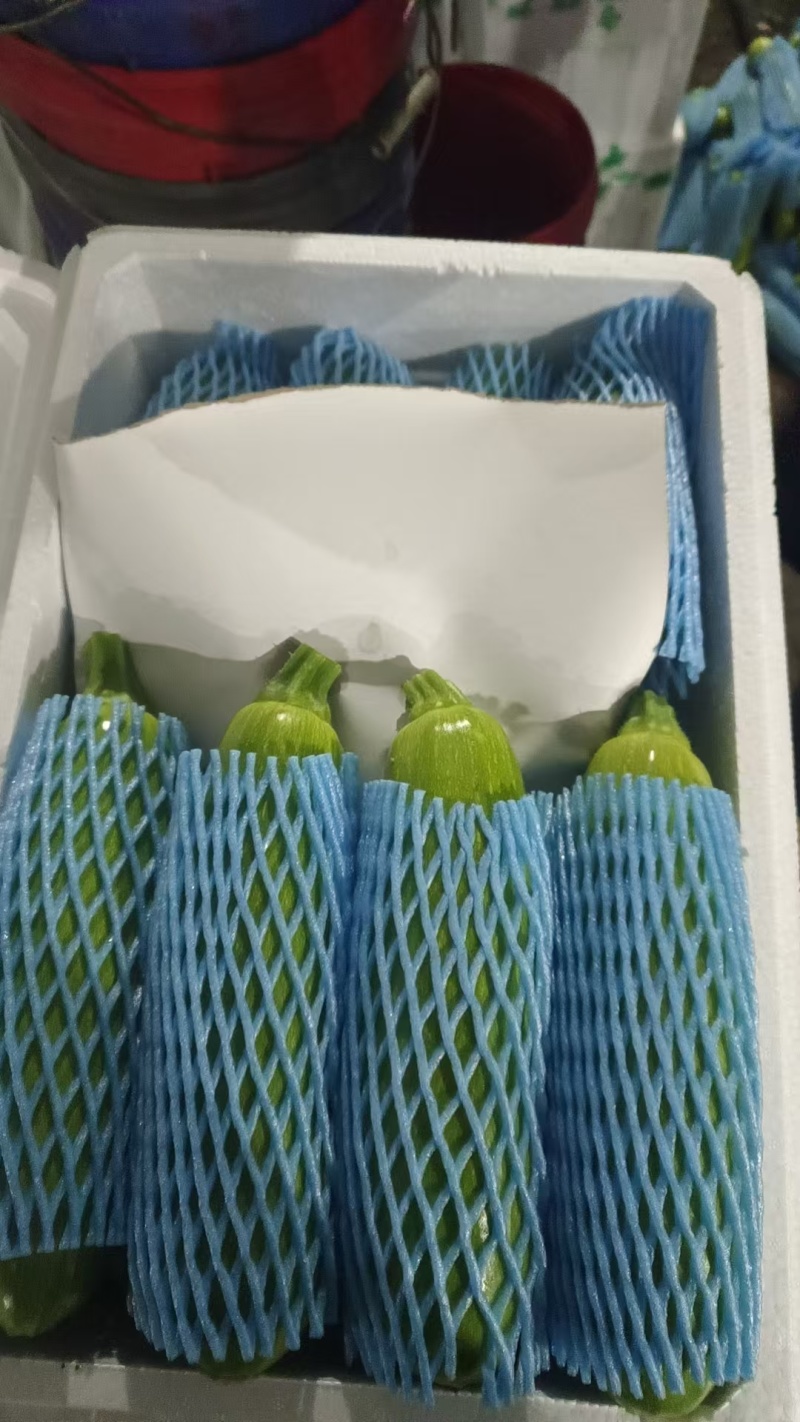 山东精品西葫芦