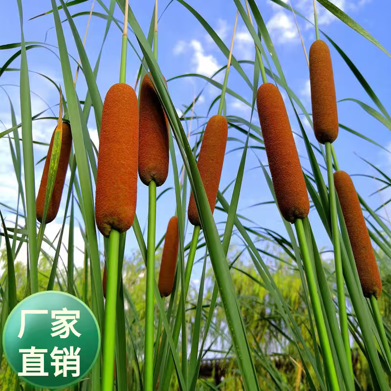 蒲黄粉厂家直发品质保证量大从优一手货源，欢迎各位老板
