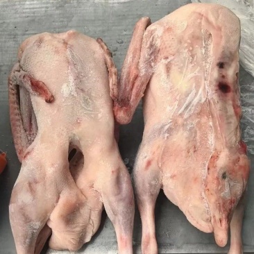 黄河大鹅