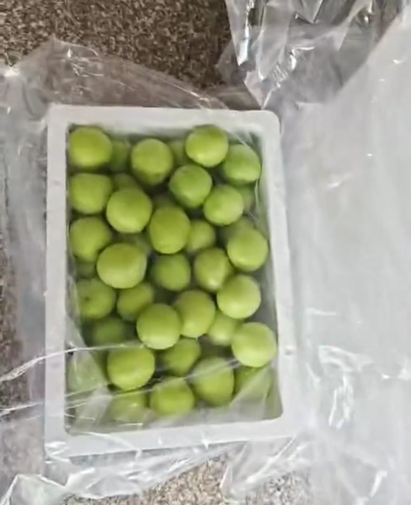 台湾牛奶枣鲜枣上市大量有货欢迎来电订购