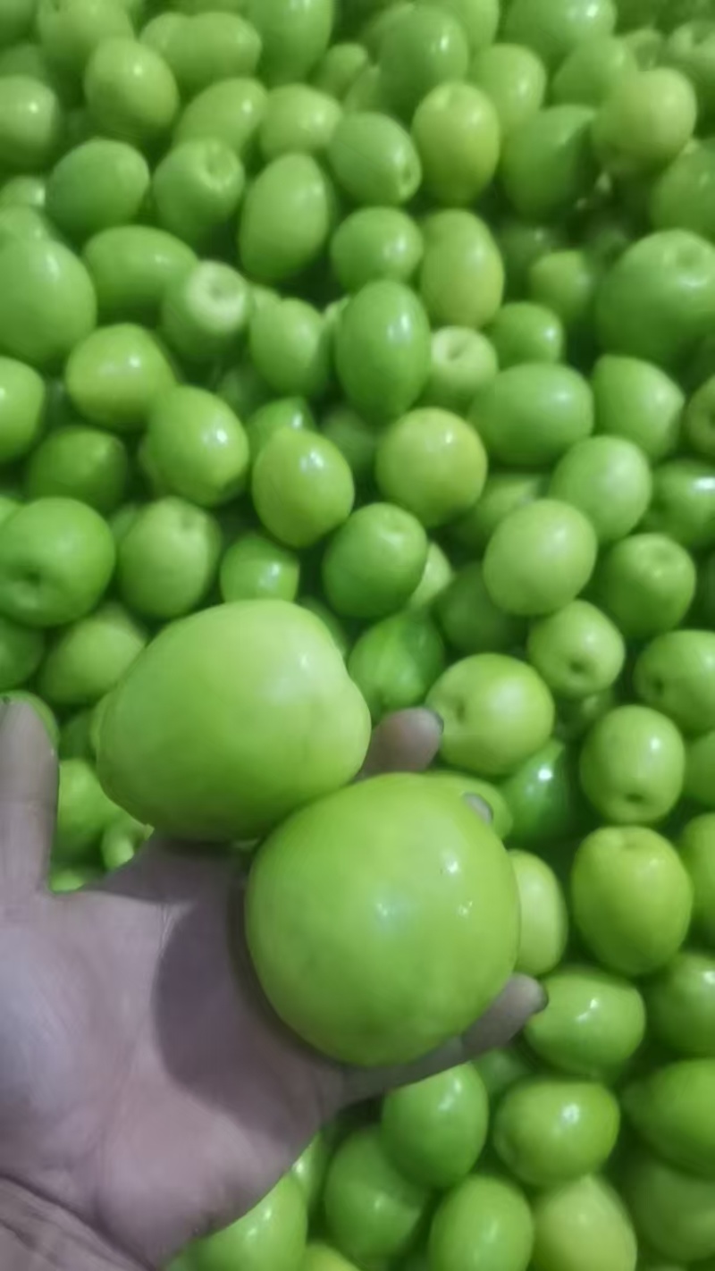 台湾牛奶枣鲜枣上市大量有货欢迎来电订购
