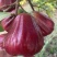 海南黑金刚莲雾产地一手货源对接市场社区团购