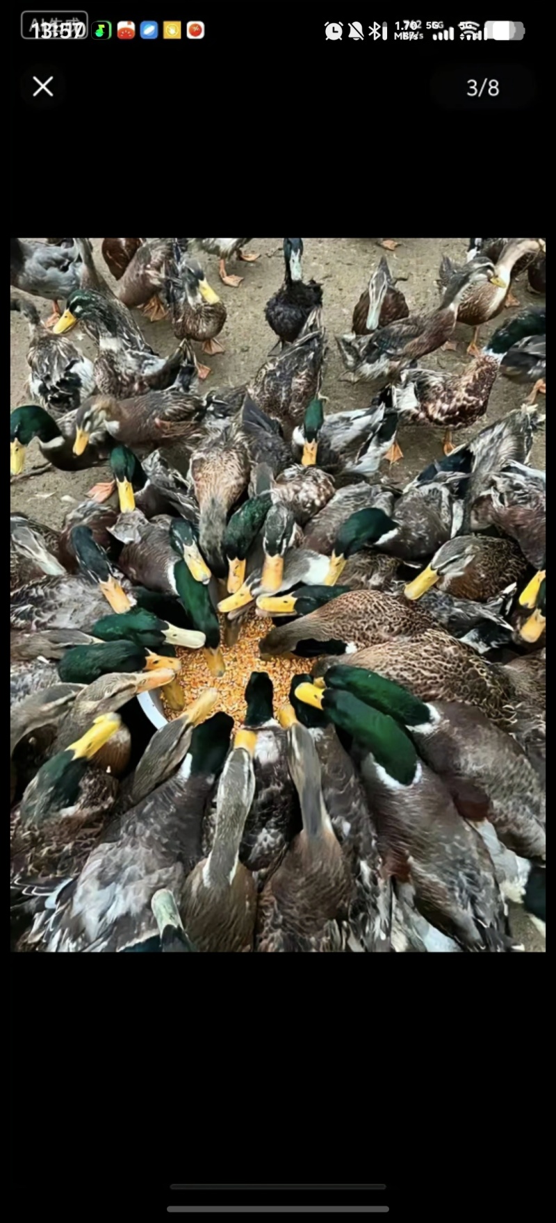 现抓现发，绿头鸭新鲜到家！