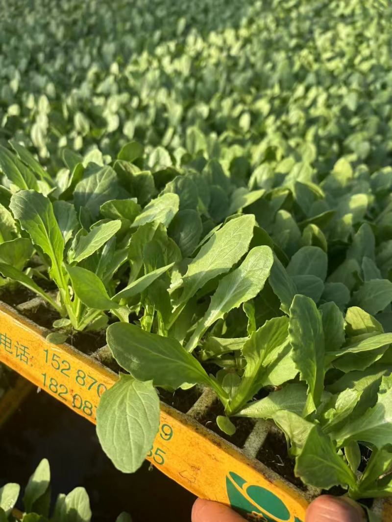 油麦菜苗自家育苗基地/根系发达成活率高/免费提供种植技术