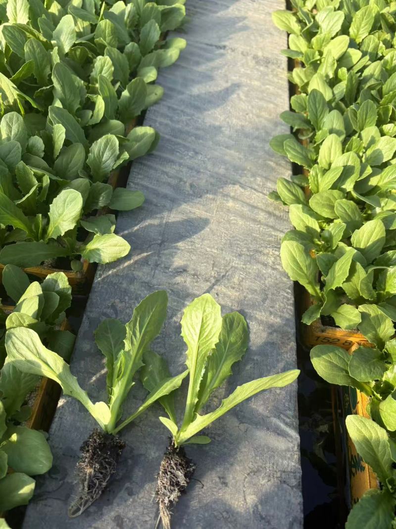 油麦菜苗自家育苗基地/根系发达成活率高/免费提供种植技术