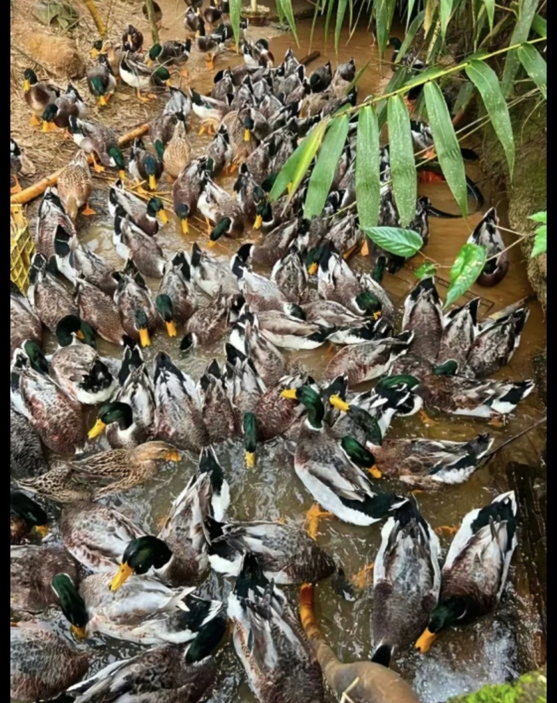 散养绿头鸭，肉质鲜美，全国批发，批量开售！