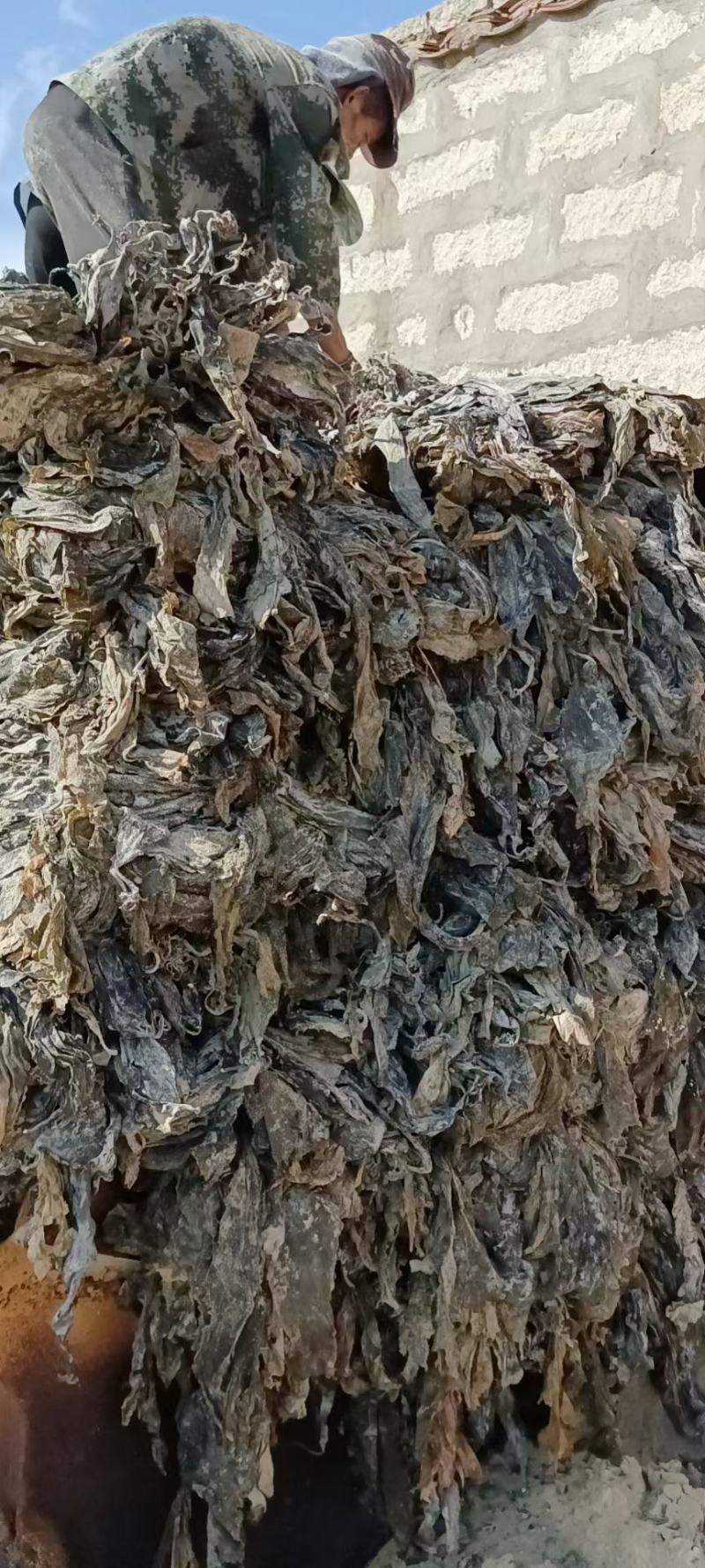 海参菜海带饲料菜海带干海带海参菜海带饲料菜产地直接发货