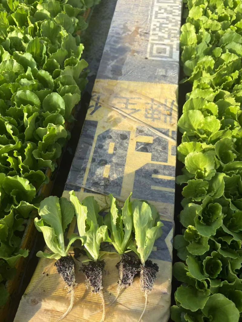 生菜苗美国大速生生菜苗绿叶扇形生菜苗结球生菜苗