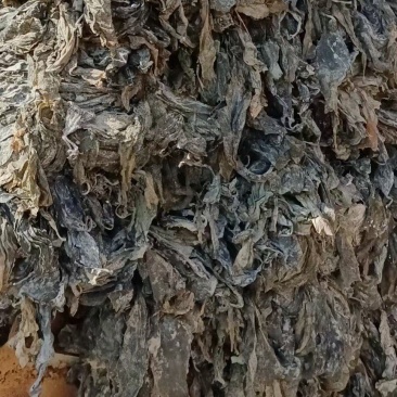 海参菜海带饲料菜海带干海带海参菜海带饲料菜产地直接发货