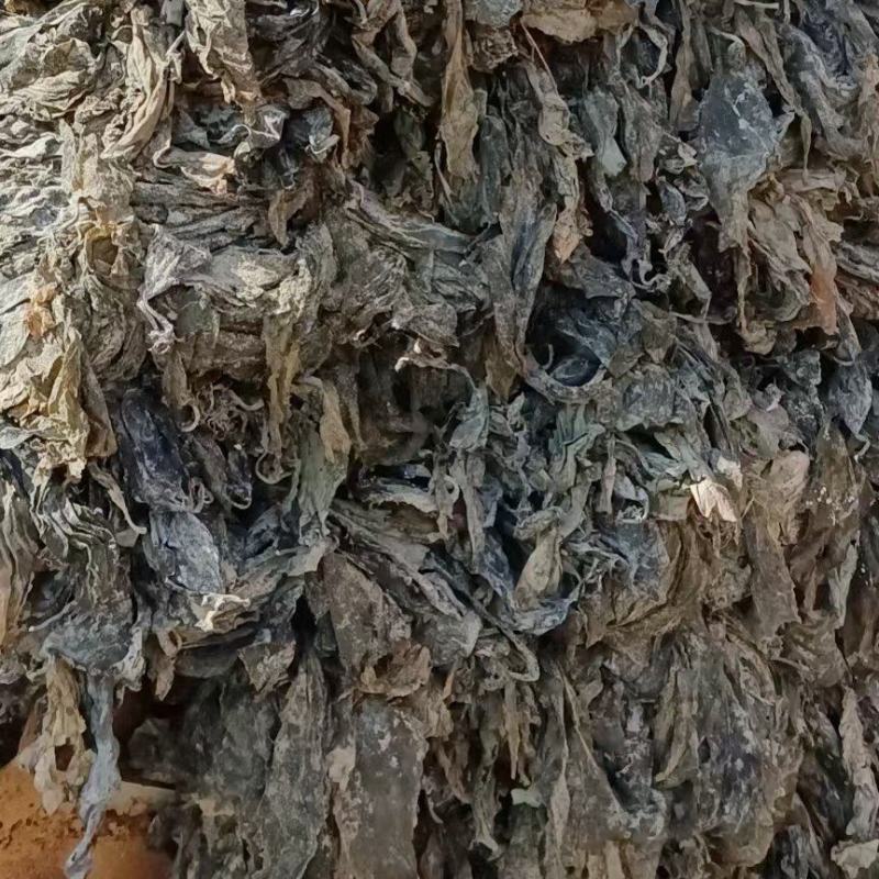 海参菜海带饲料菜海带干海带海参菜海带饲料菜产地直接发货