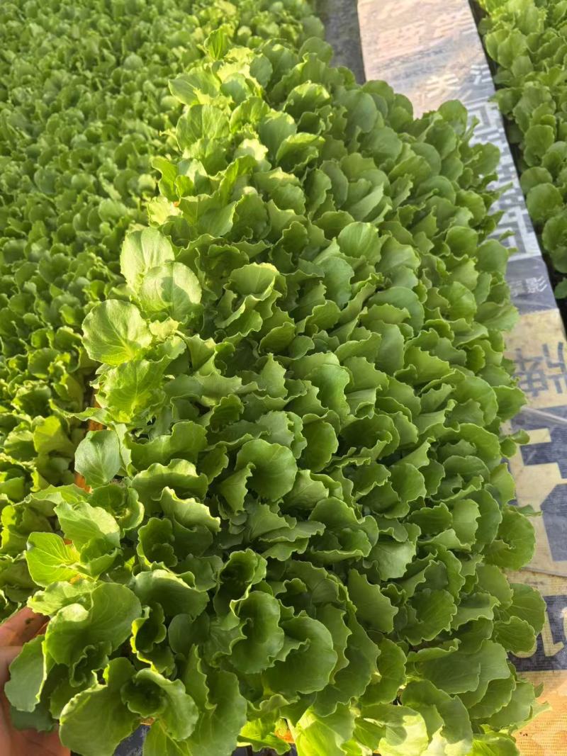 《意大利生菜苗》云南穴盘苗自家育苗基地/根系发达成活率高