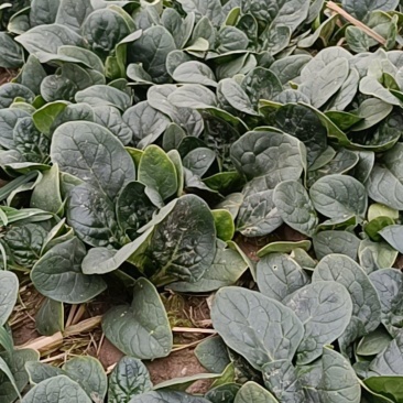 河南周口扶沟趴地菠菜120亩