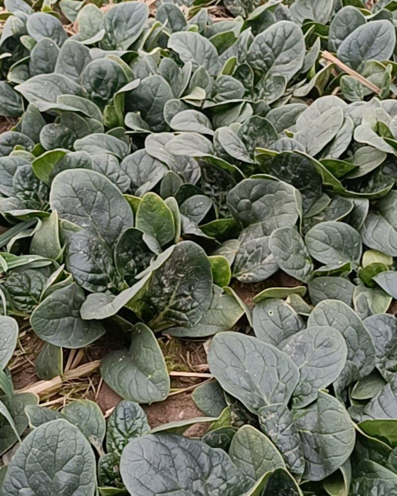 河南周口扶沟趴地菠菜120亩
