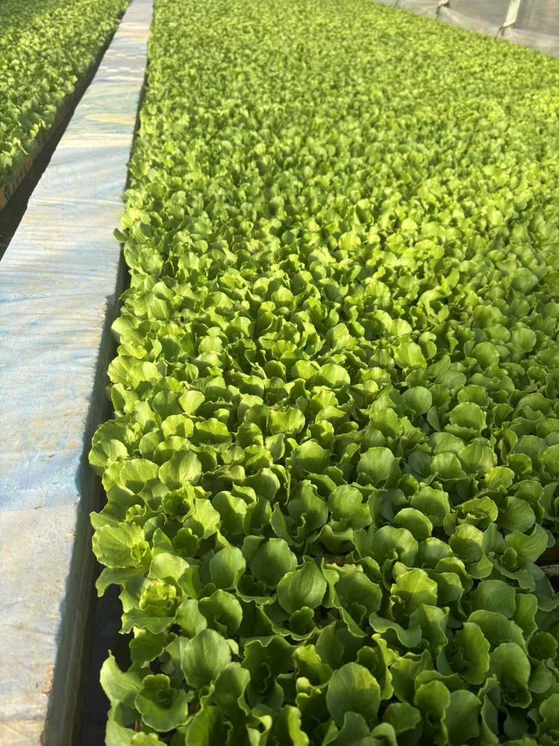 《意大利生菜苗》云南穴盘苗自家育苗基地/根系发达成活率高