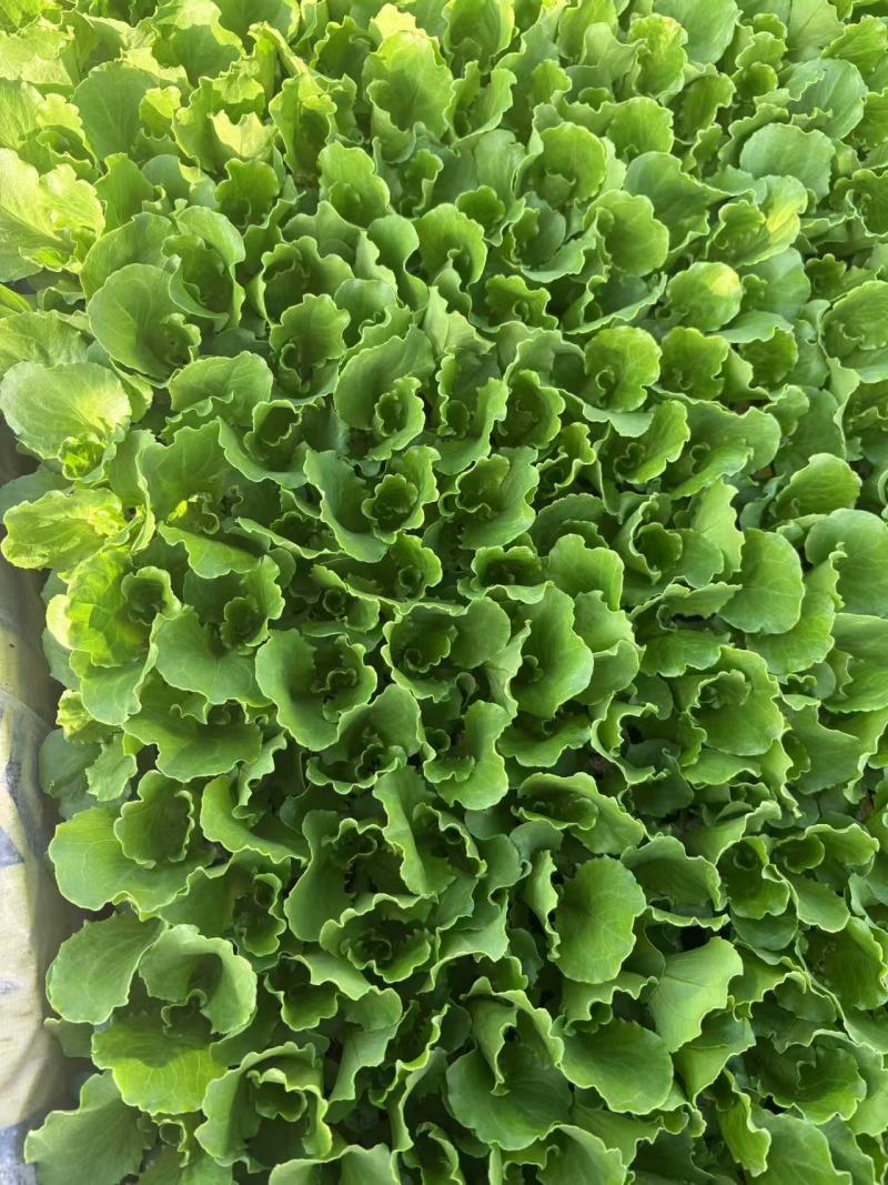 《意大利生菜苗》云南穴盘苗自家育苗基地/根系发达成活率高