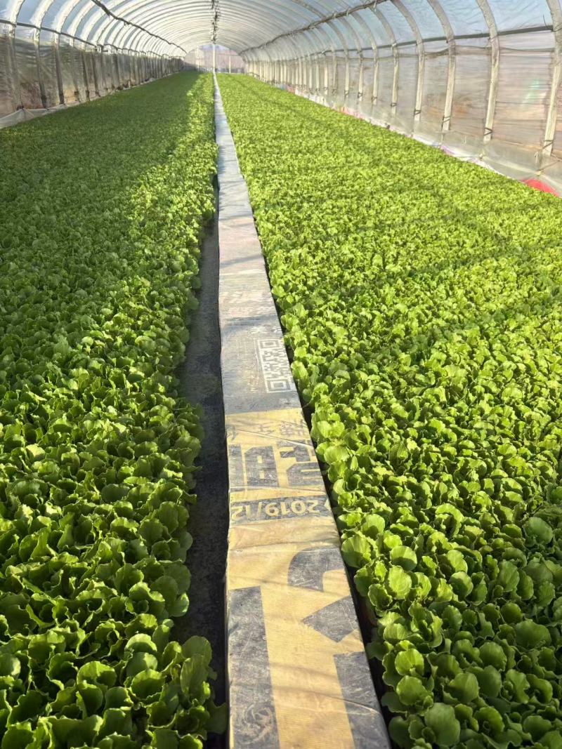 《意大利生菜苗》云南穴盘苗自家育苗基地/根系发达成活率高