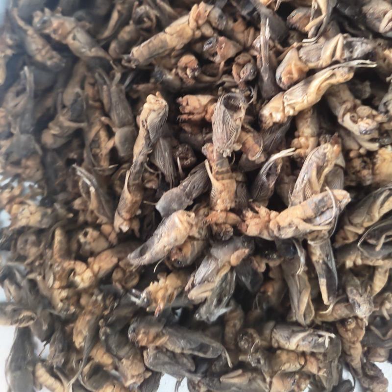 蝼蛄土狗土狗子地拉咕蝼蝈