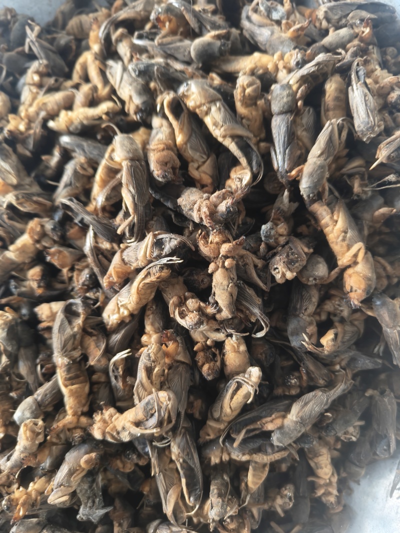 蝼蛄土狗土狗子地拉咕蝼蝈