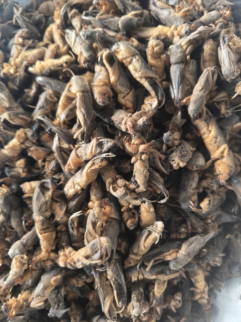 蝼蛄土狗土狗子地拉咕蝼蝈
