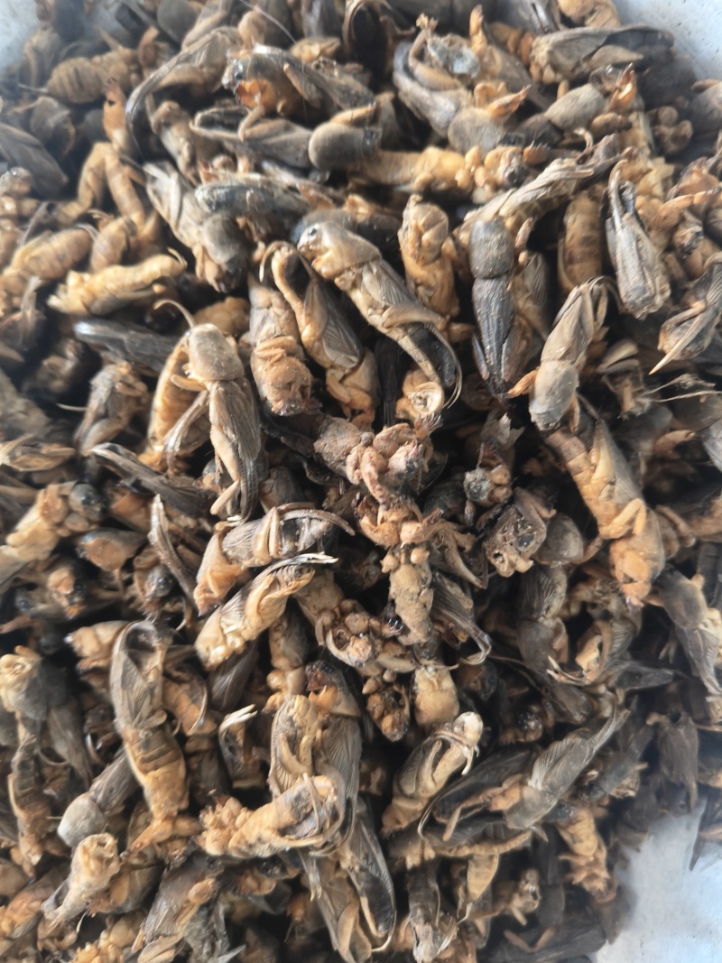 蝼蛄土狗土狗子地拉咕蝼蝈
