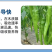 烯磷酸钾果树蔬菜促进花芽分化控旺控梢防徒长膨果增甜补磷