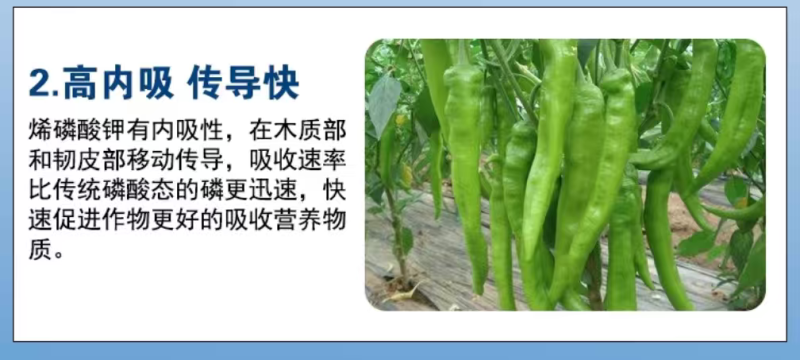 烯磷酸钾果树蔬菜促进花芽分化控旺控梢防徒长膨果增甜补磷
