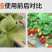 烯磷酸钾果树蔬菜促进花芽分化控旺控梢防徒长膨果增甜补磷