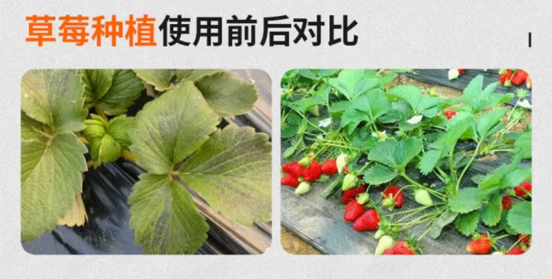 烯磷酸钾果树蔬菜促进花芽分化控旺控梢防徒长膨果增甜补磷