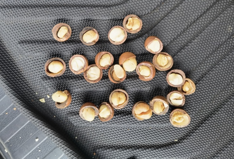 夏威夷果大果奶香味25以上