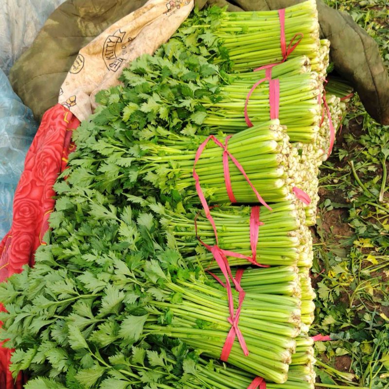 大棚基地货大量出精品货