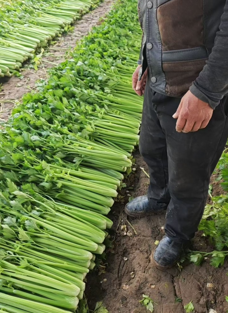 大棚基地货大量出精品货