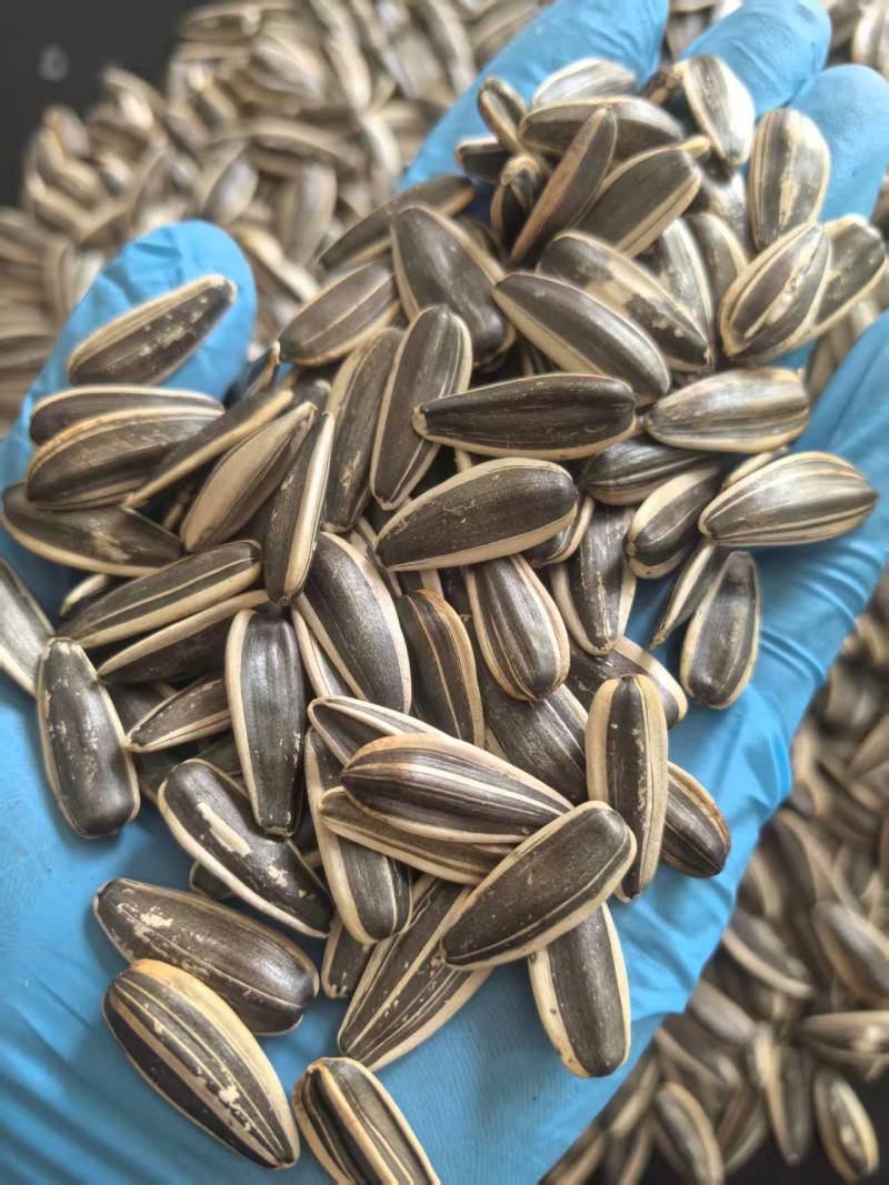 【推荐】内蒙古特级瓜子葵花籽大量供应对接商超档口承接电商