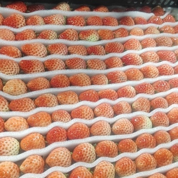 草莓