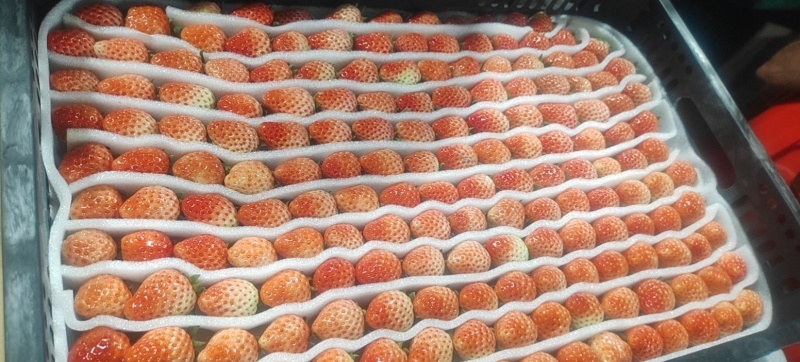 草莓