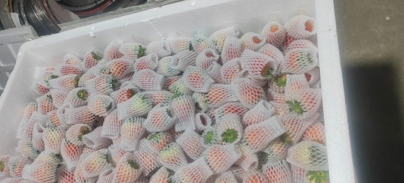草莓