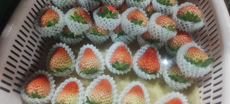 草莓
