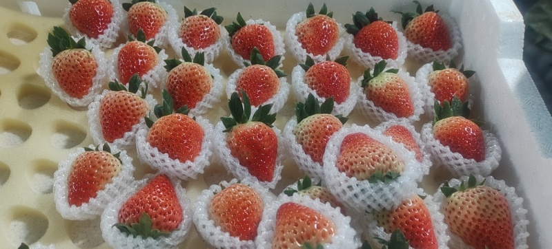 草莓