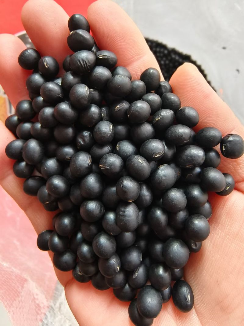 青仁乌黑大豆商品豆精品豆