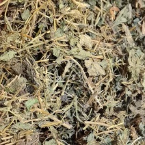 绞股蓝苦绞股蓝一公斤起发