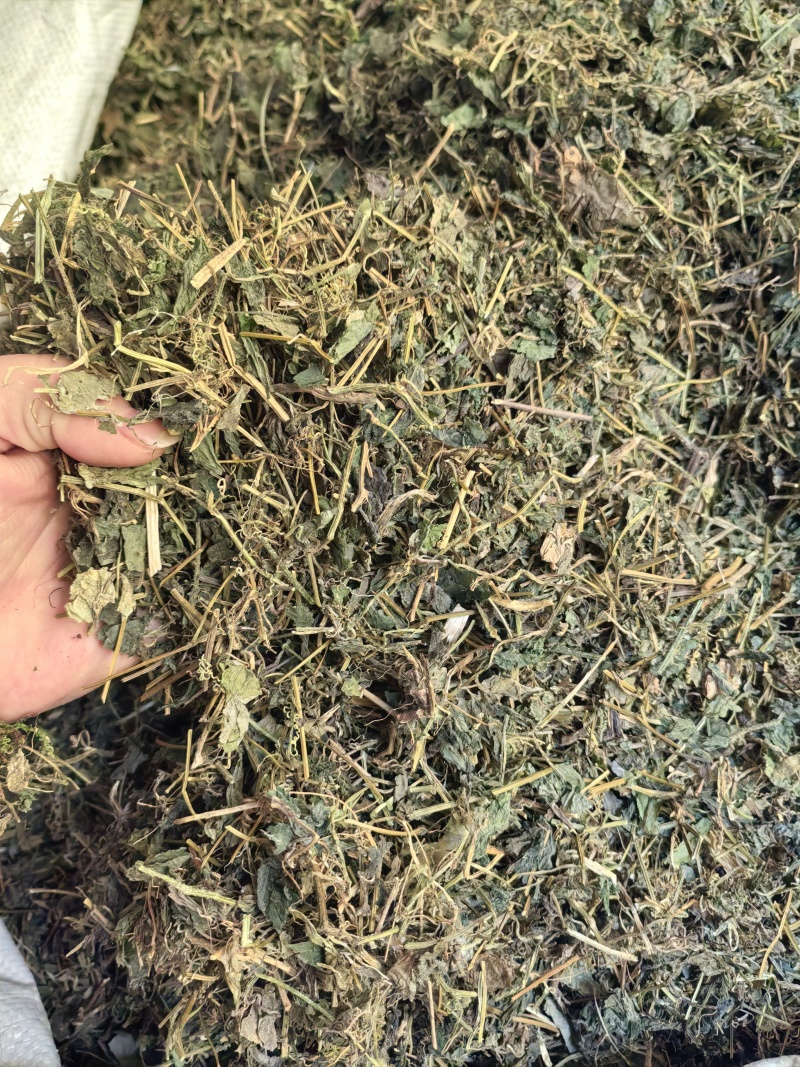 绞股蓝苦绞股蓝一公斤起发
