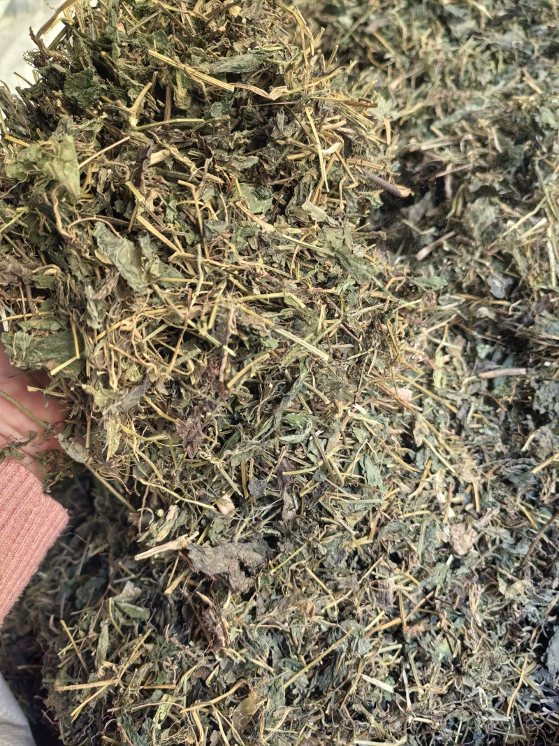 绞股蓝苦绞股蓝一公斤起发
