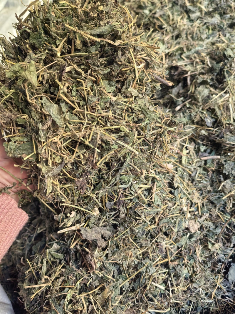 绞股蓝苦绞股蓝一公斤起发
