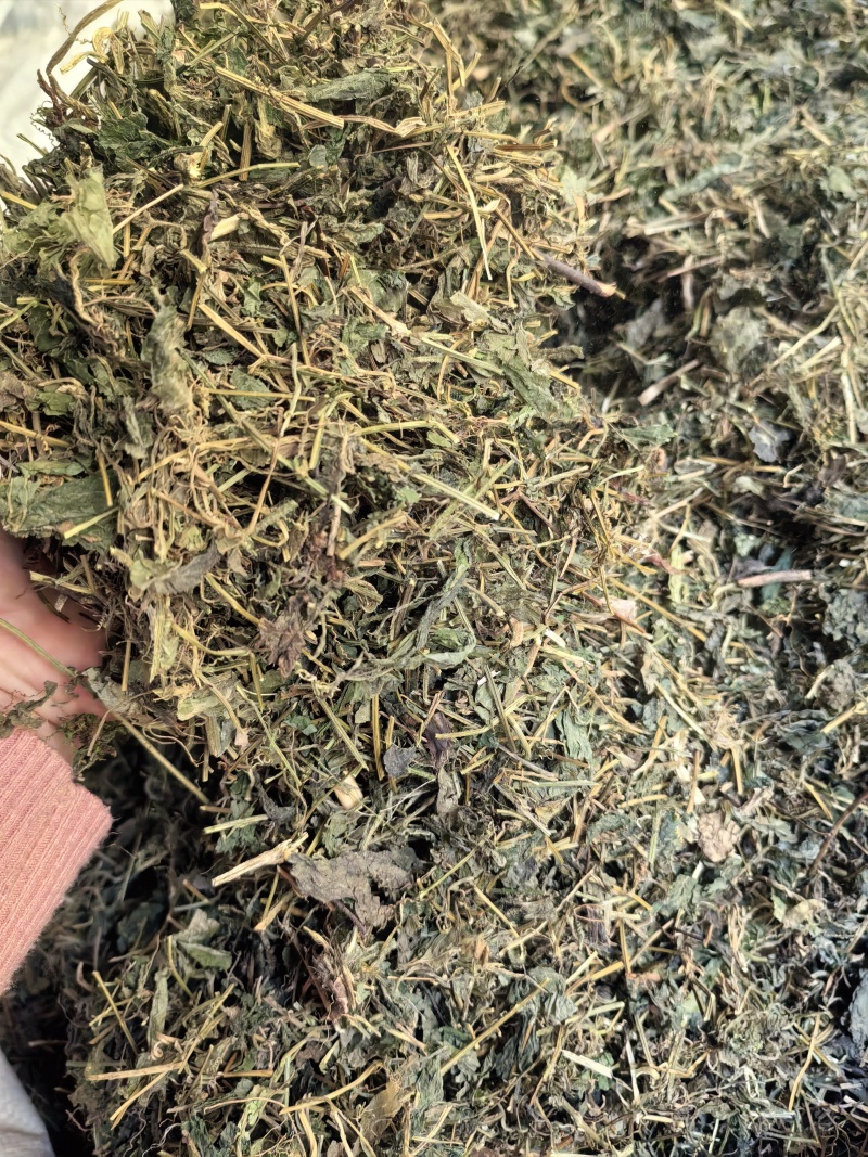 绞股蓝苦绞股蓝一公斤起发