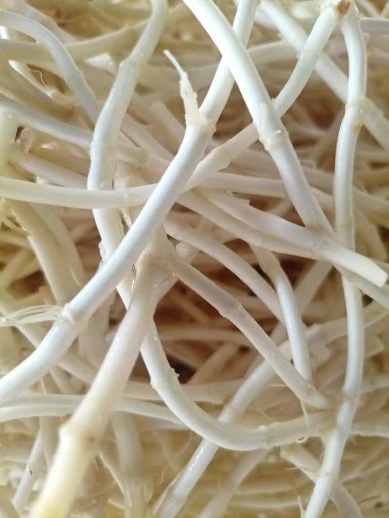 鱼腥草