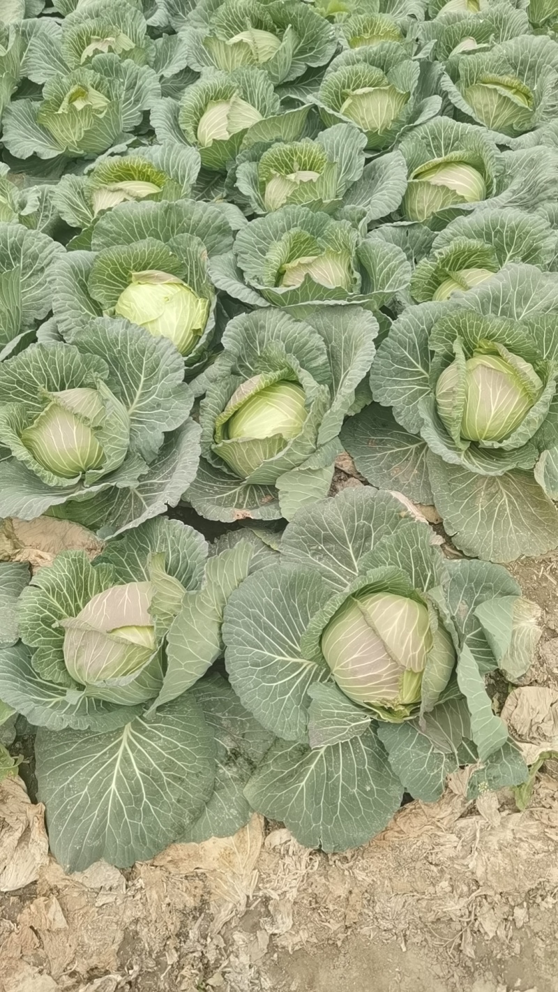 包菜京丰墨玉扁包菜圆包菜市场加工厂