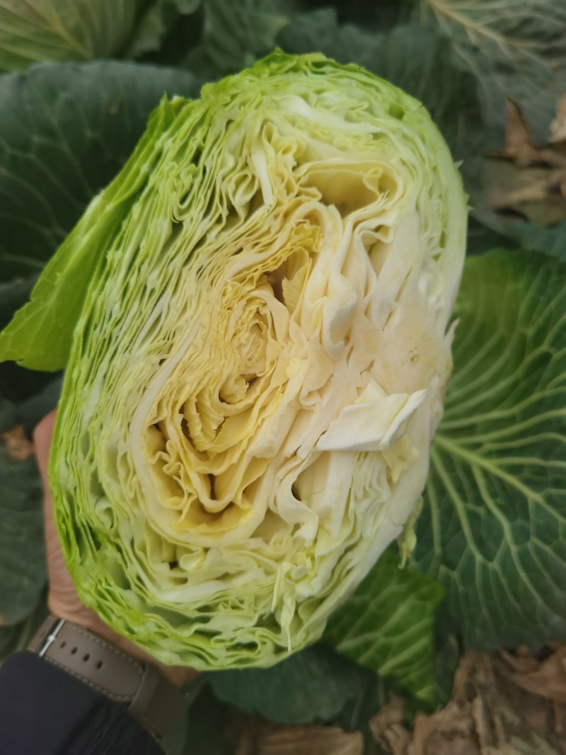 包菜京丰墨玉扁包菜圆包菜市场加工厂