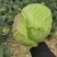 包菜京丰墨玉扁包菜圆包菜市场加工厂