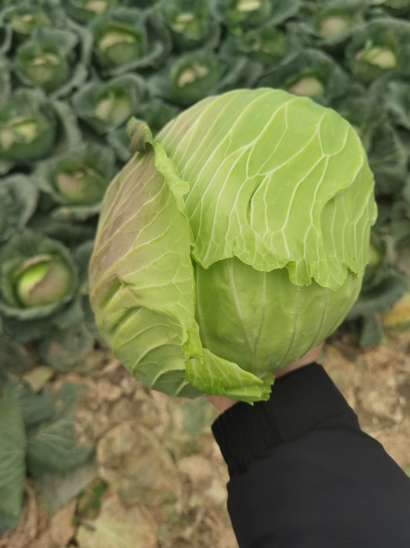 包菜京丰墨玉扁包菜圆包菜市场加工厂