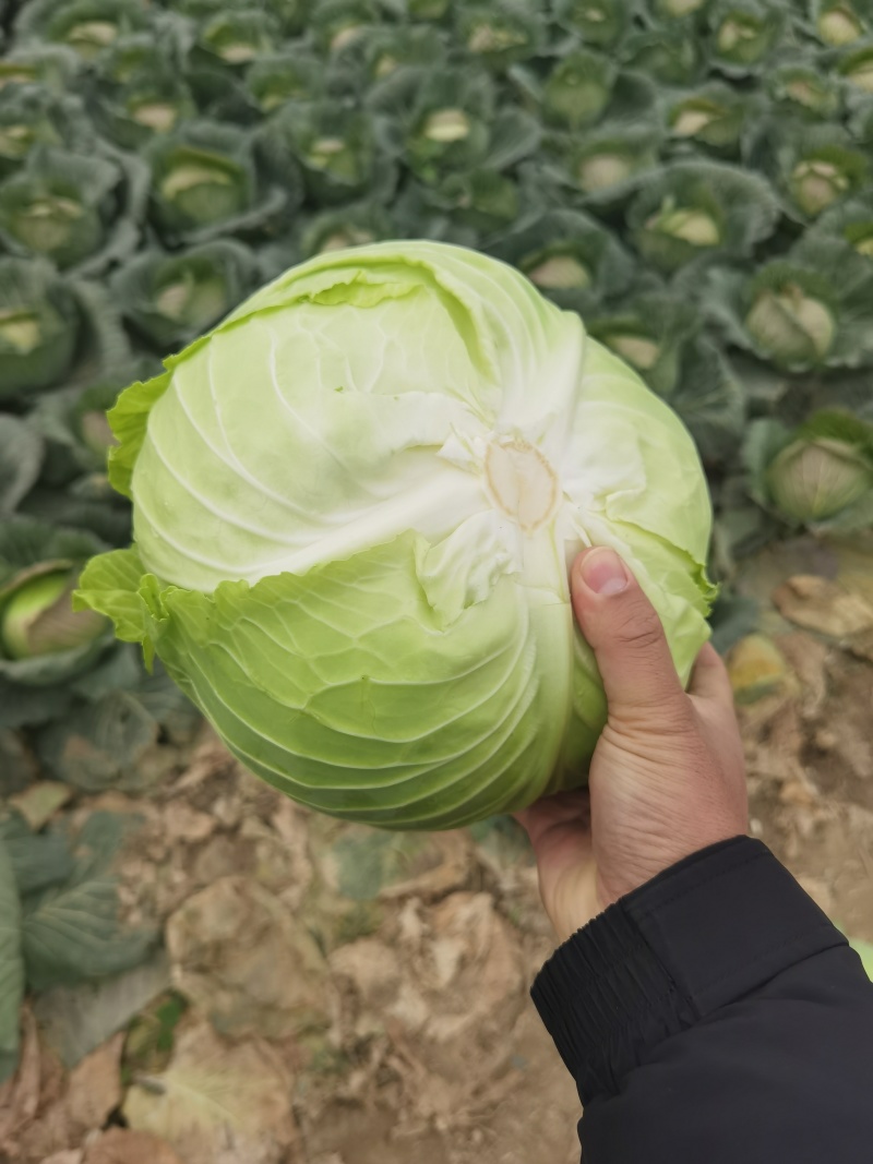 包菜京丰墨玉扁包菜圆包菜市场加工厂