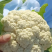 【精选】松花菜菜花产地直发对接全国保质保量